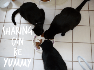 cats eating